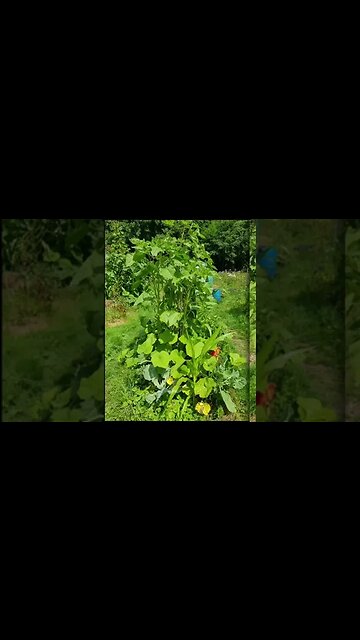 Le Bonheur - Recette