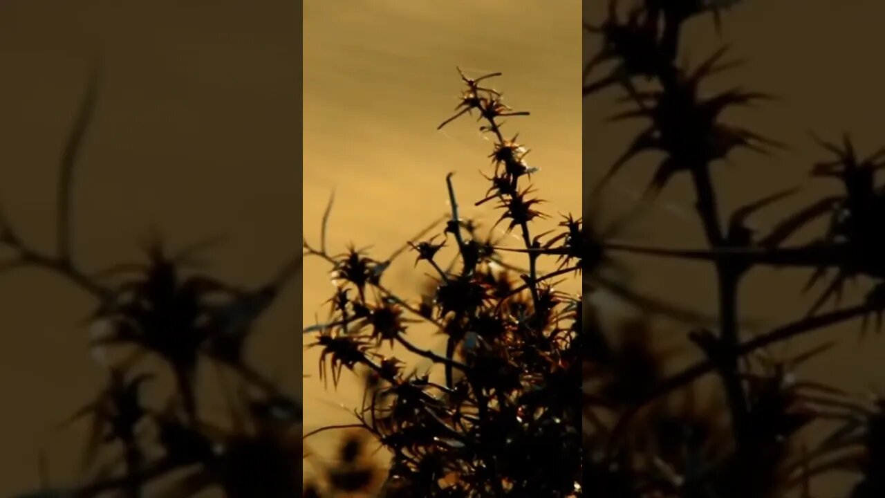 Vegetation in the Sahara.