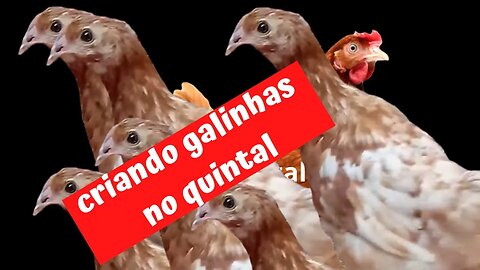 💥COMO TER SUCESSO NA CRIAÇÃO DE GALINHAS NO QUINTAL DE CASA