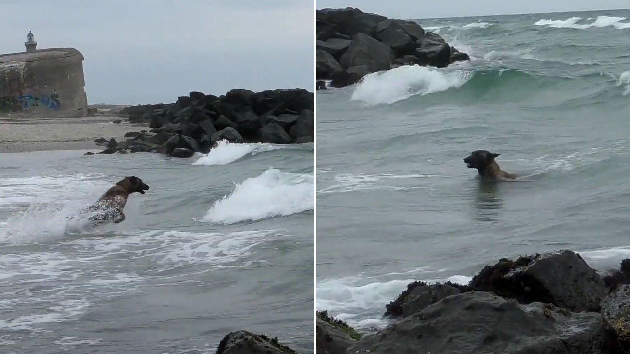 Belgian Shepherd Dog Takes A Quick Dip In The Sea