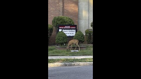 Deer family of Forrest Ave - Sunday brunch at church