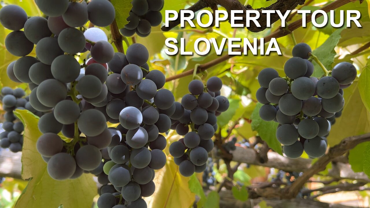 Growing Food In Slovenia - Property Tour (Grape ABUNDANCE)