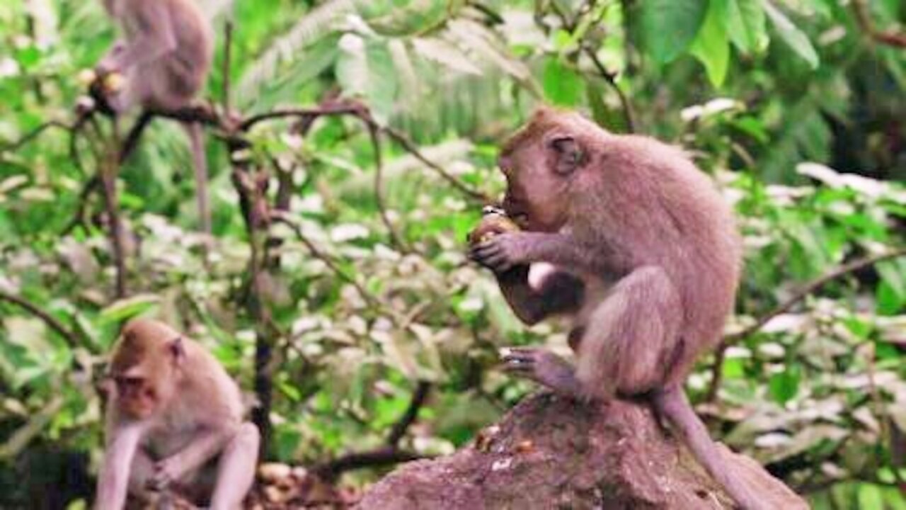 Eating and playing in the monkey