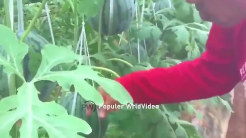 This is how China produces 100 million watermelons Watermelon production 9