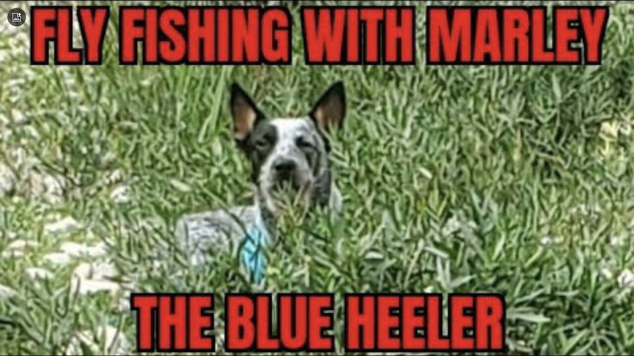 #glassisnotdead Fly Fishing with Marley my Australian Cattle Dog