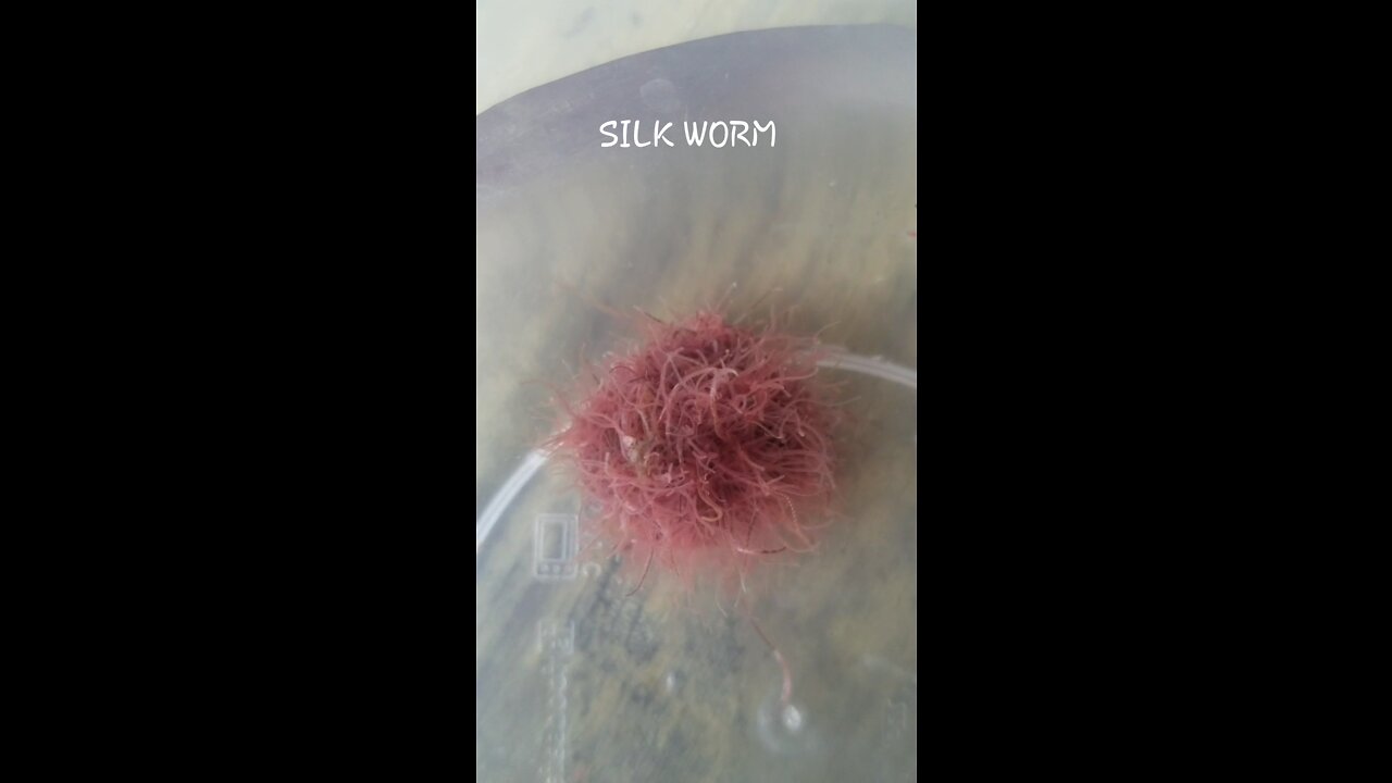 silk worm video