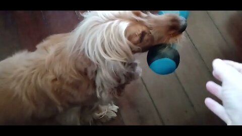 #dogshow , #amimals , #dogs , #shorts