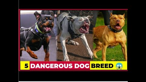 5 Dangerous dog