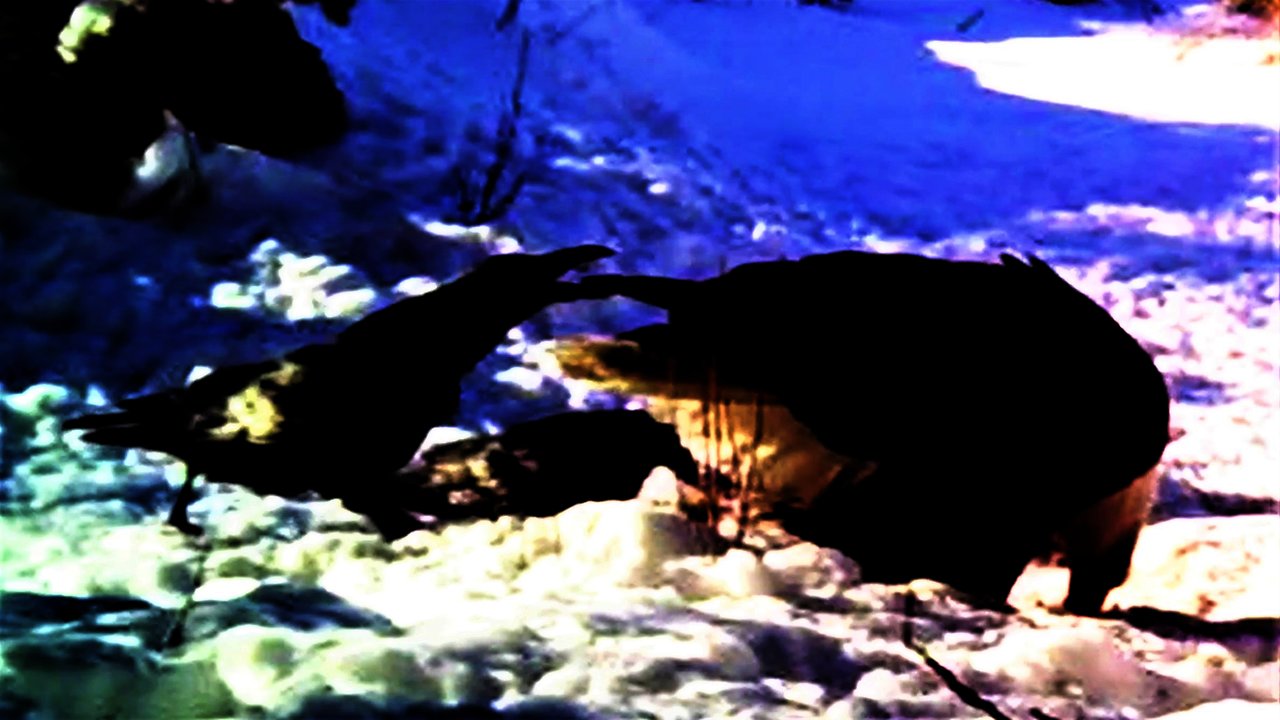 Cheeky ravens repeatedly pull on bald eagle's tail