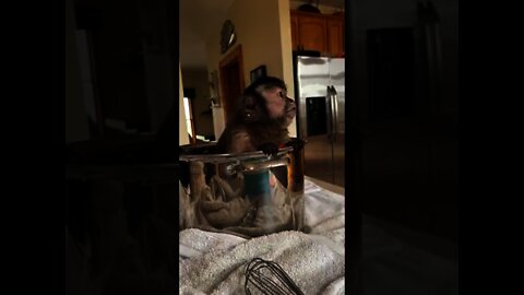 Just hanging out in the kitchen!