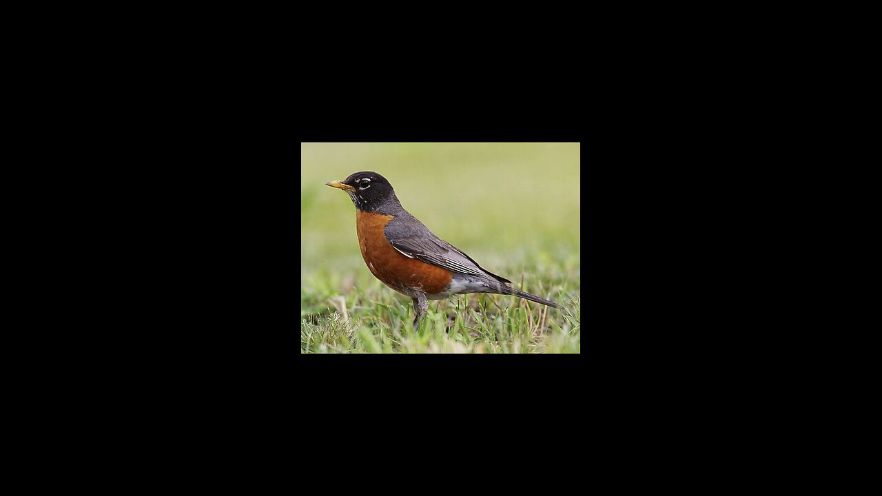 American Robin Makes nest in Cornhead Machine