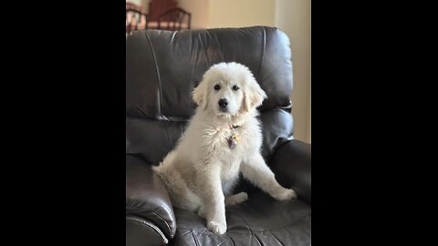 Our 3 Great Pyrenees Dogs : The Best Dog You Could Have