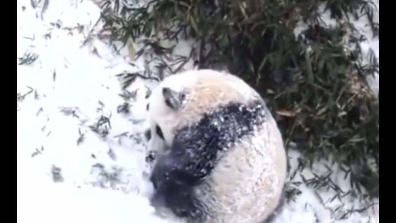 Panda and bear playing in the snow