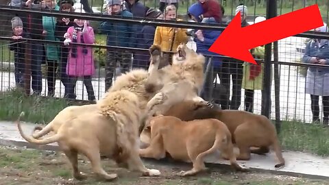 Unbelievable Animal Encounters Caught on Camera | Interesting Animal Moments 2024 !