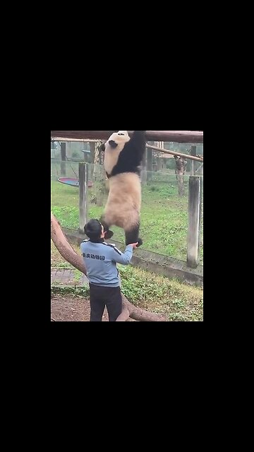 Trainer. The athlete needs to go on a diet