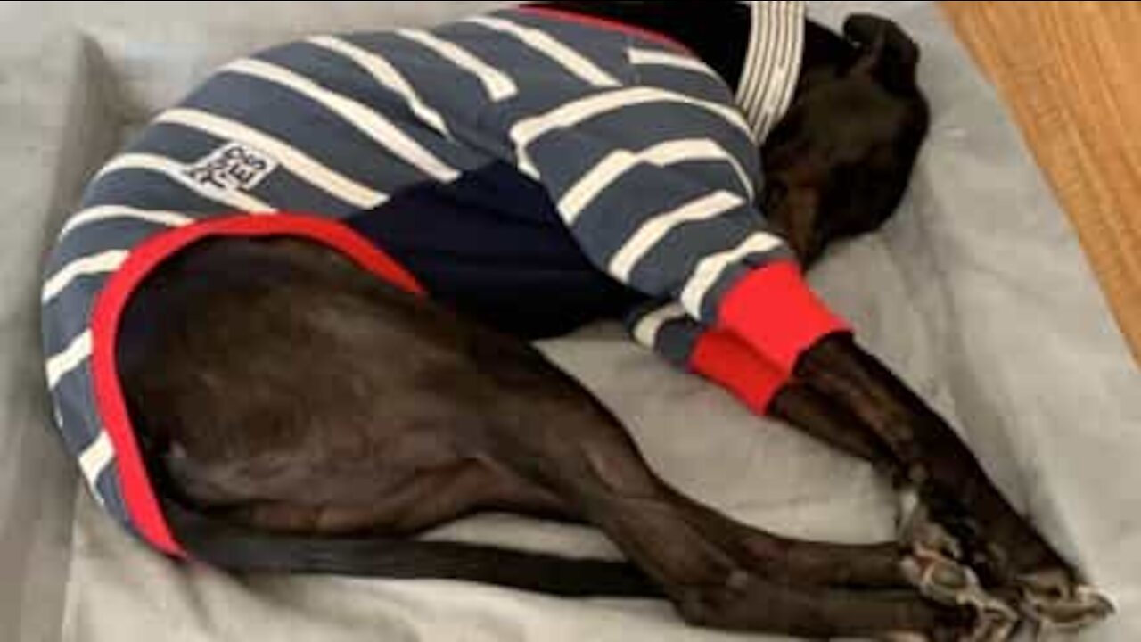 Dog hangs tongue out while relaxing
