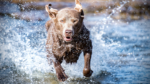 How The Ancient Maya Reared Dogs For Food