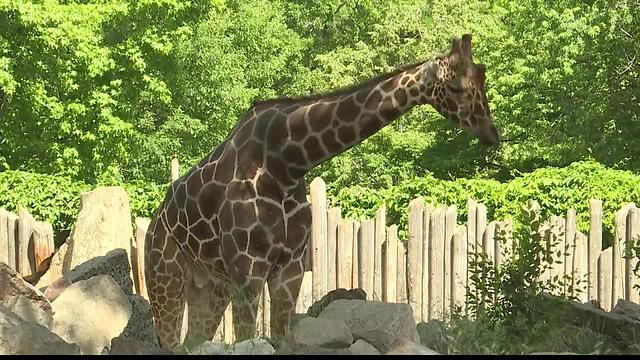 Crews building flood barrier around Zoo Boise