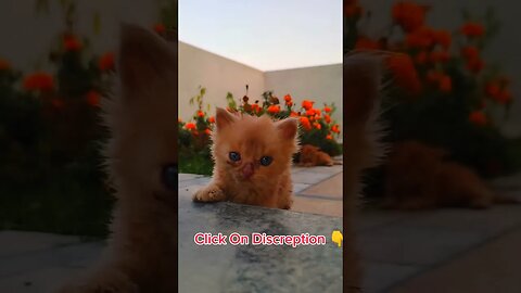 Cute Cats🐈‍⬛😘🥰#cats#cutecat#cutecatshorts#pets#cutepets#funnycats#viral#tiktok#viralvideo#funnycats