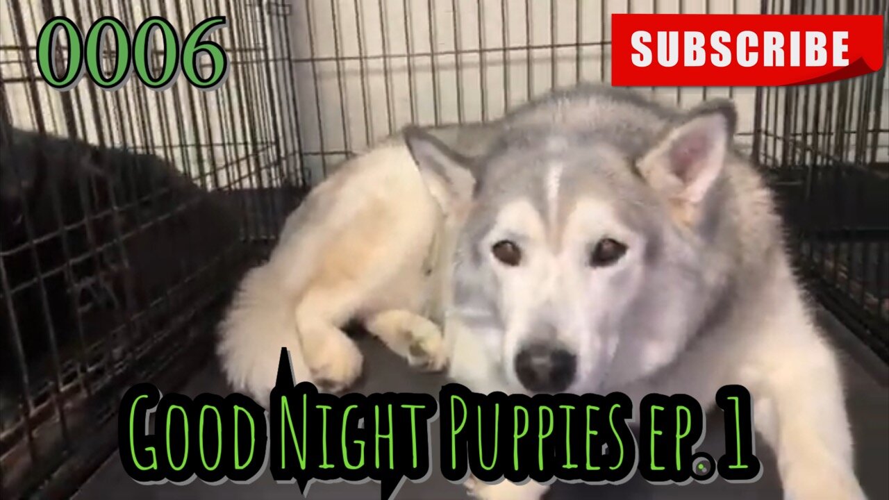 the[DOG]diaries [0006] Good Night Puppies - Episode 1 [#dog #doggies #doggos]