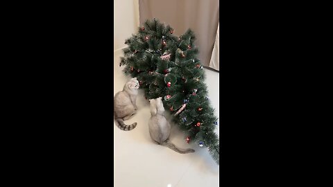 Christmas tree for cats 🎄