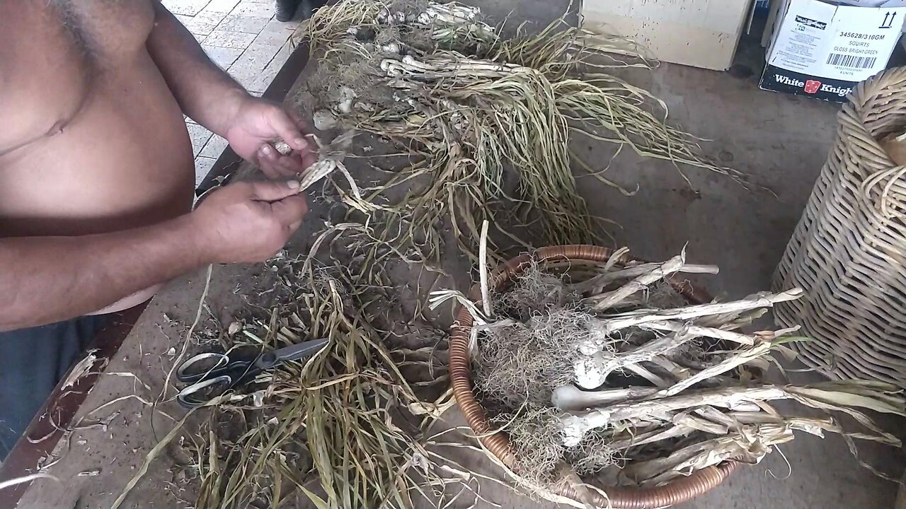 Processing Garlic For Storage