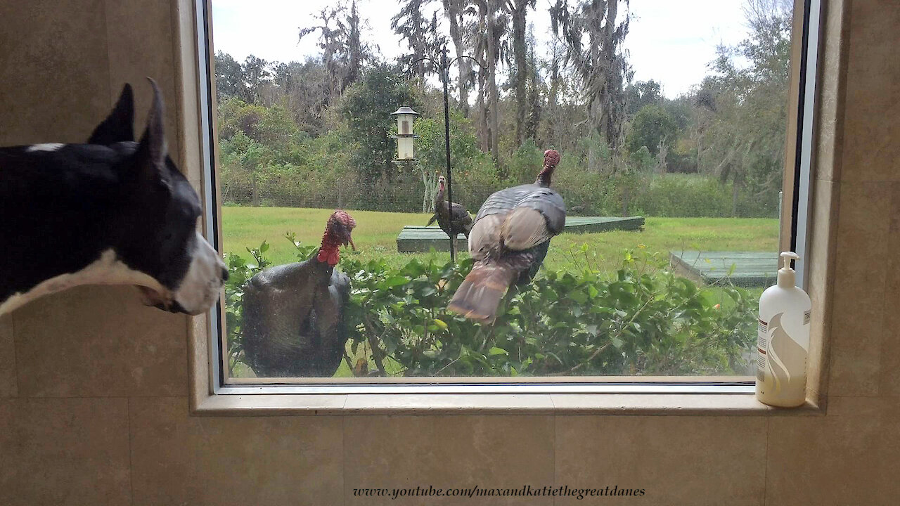 Great Dane Surprises Wild Turkeys Peeking Into Bathroom Window