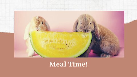 A pair of rabbit, happily eating their veggies!