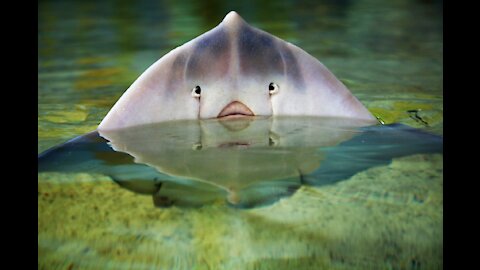 Batoidea | rays fly out of the ocean