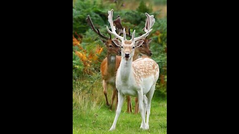 Relax with Beautiful Deers