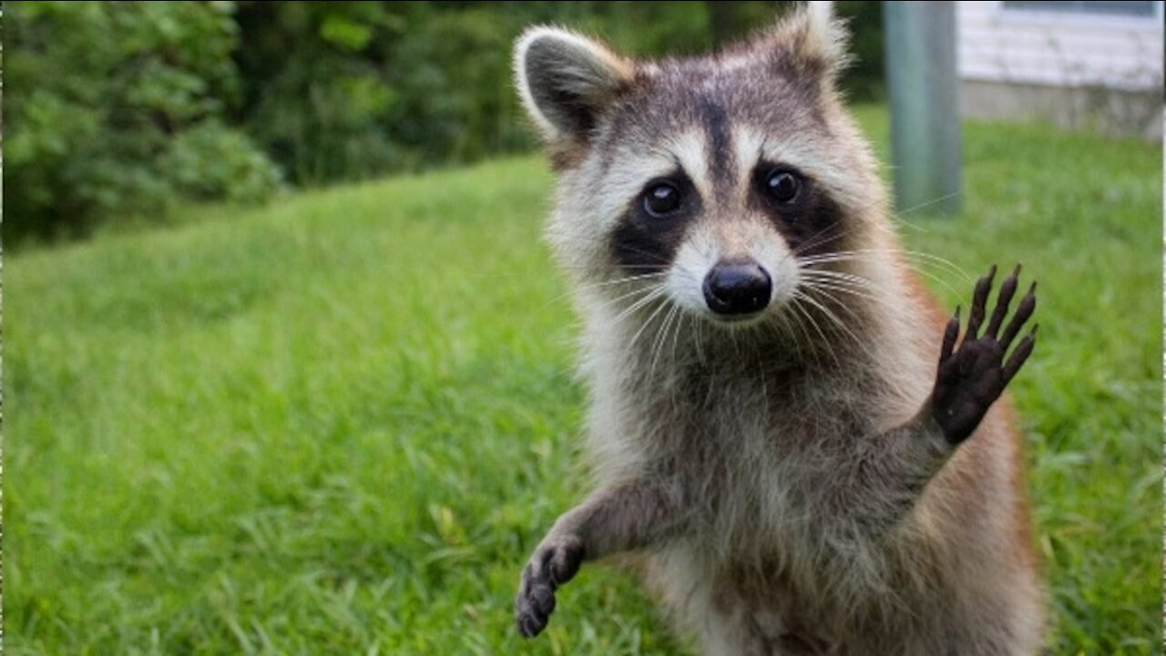 Funny Video Compilation of Raccoons Wearing Clothes.