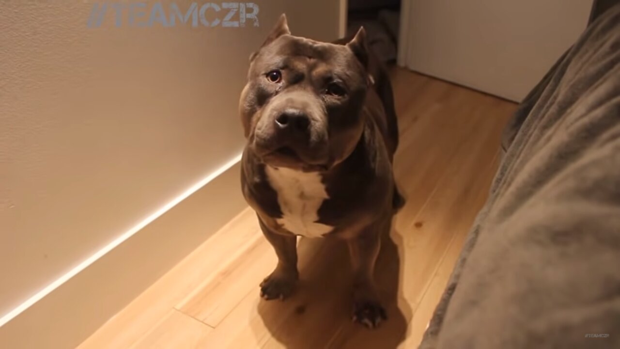 Talking dog Czr. American Bully is so smart! (and funny)