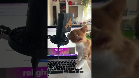 My kitten podcast 😼