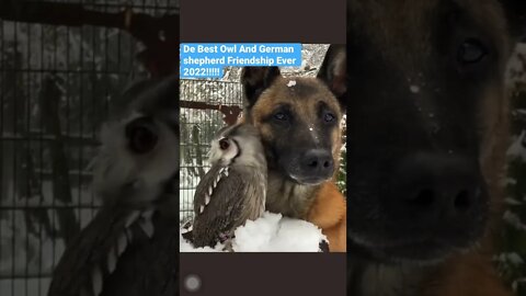 De Best Owl And German shepherd Friendship Ever 2022!!!!! #shorts