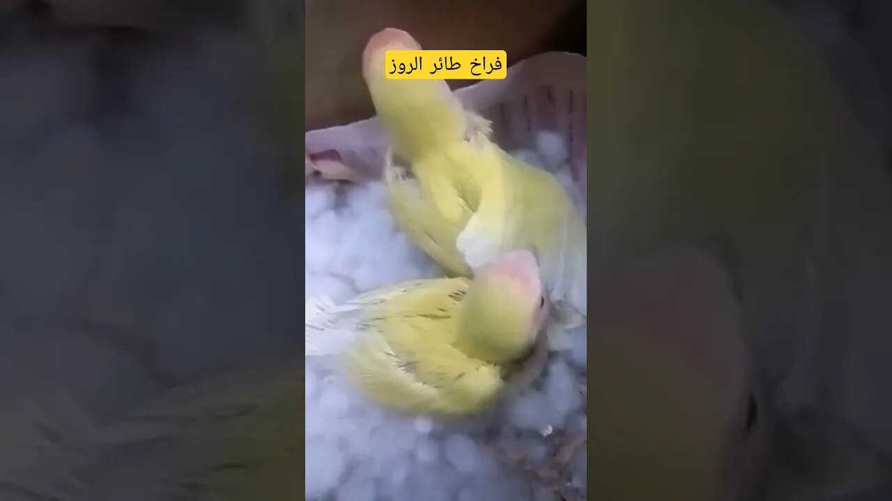 فراخ طائر الروز الناذر