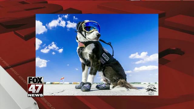 Traverse City's Piper the airport dog dies