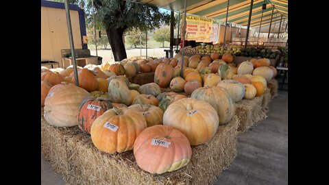 Pumpkin time 2022