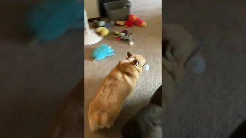 Getting dizzy with the Corgi!