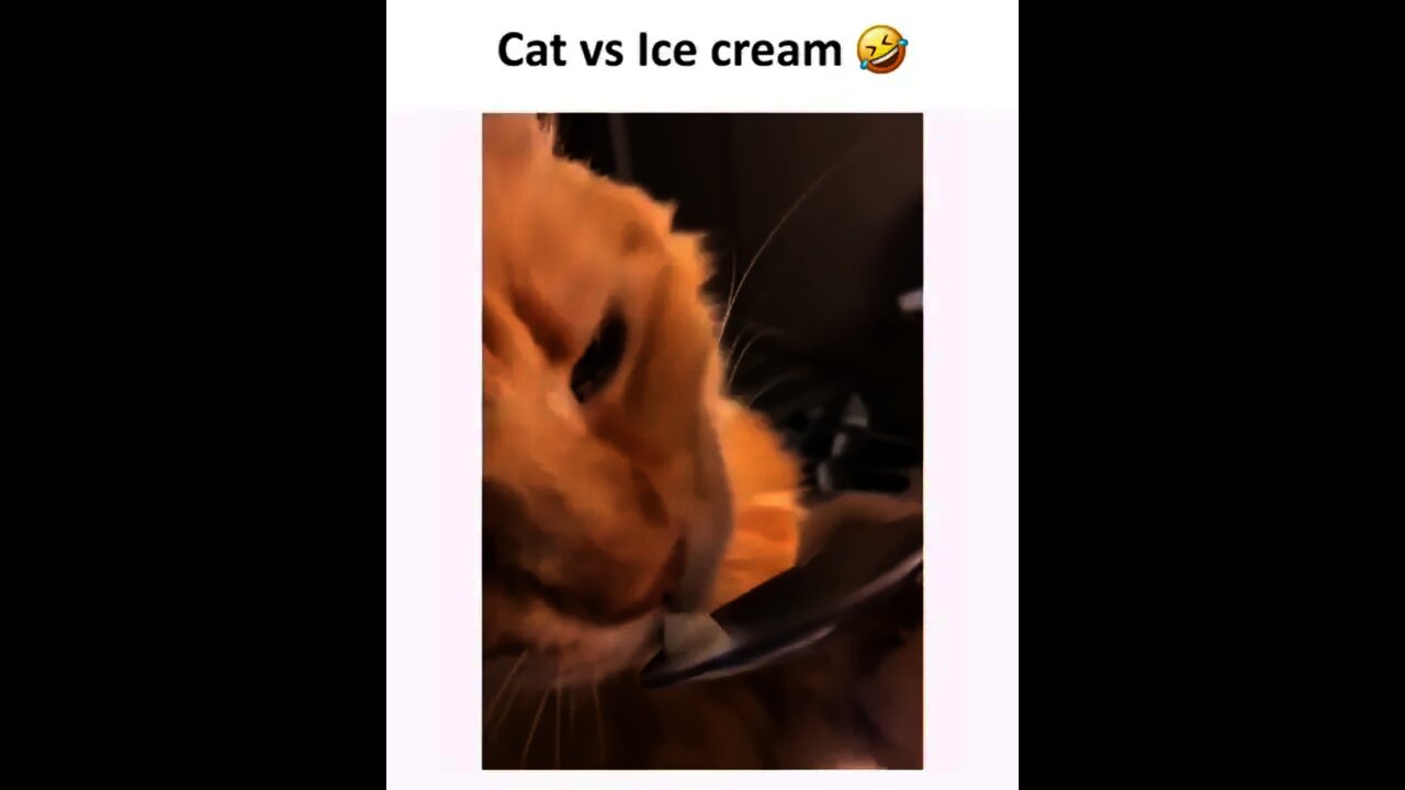 Cat VS Icecream 😂 | #Shorts #Animals #Cat