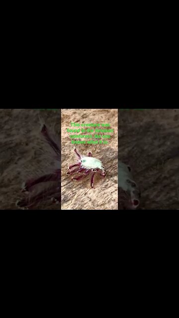 Strange, unknown,creature from the Amazon Rainforest that was found last week.