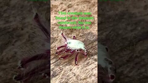Strange, unknown,creature from the Amazon Rainforest that was found last week.