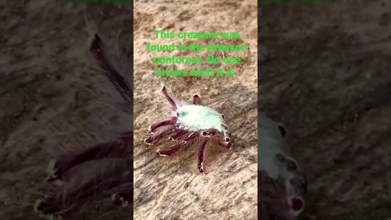 Strange, unknown,creature from the Amazon Rainforest that was found last week.