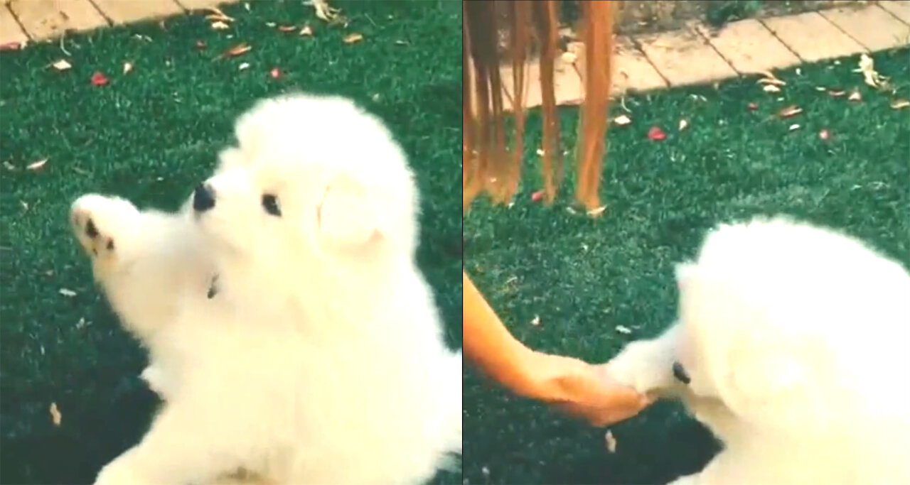 Flesh teaches little Samoyed high-five, his hands are so short