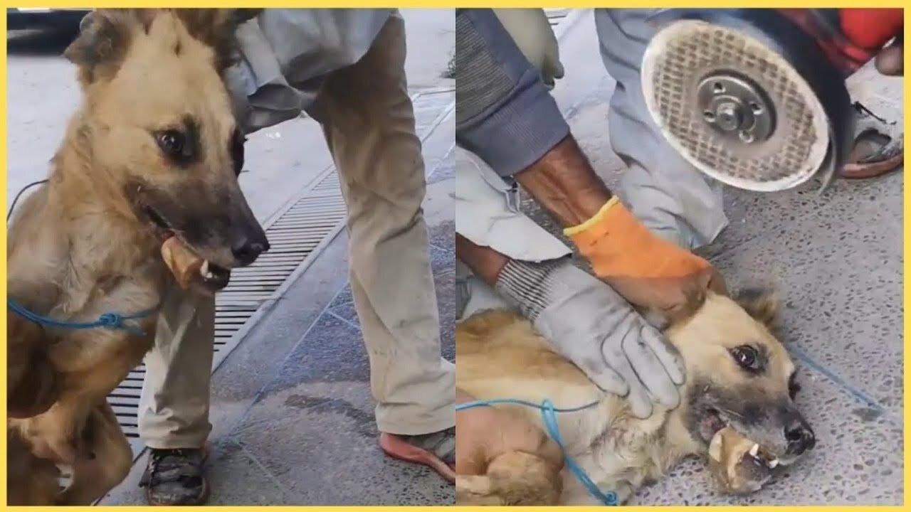 The moment of saving a dog .. an influential humanitarian position!