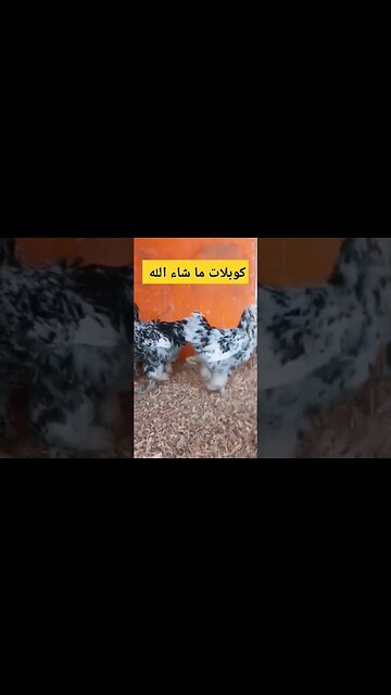 كوبلات 3 ما شاء الله..