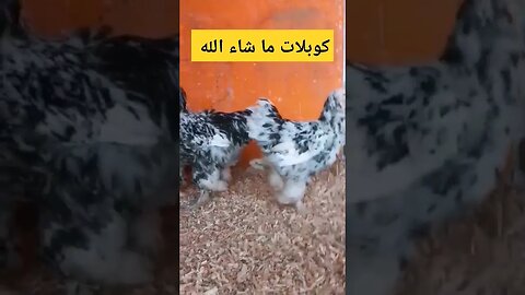 كوبلات 3 ما شاء الله..