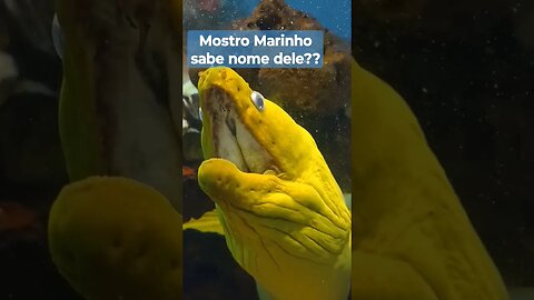 Mostro marinho, sabe o nome ?