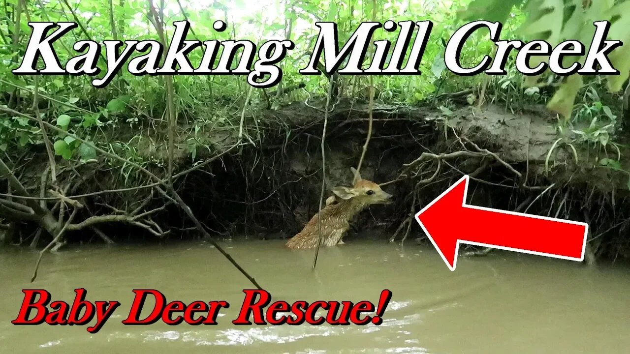 Log Jams, Thunder Storms, Deer Rescue | Kayaking Mill Creek