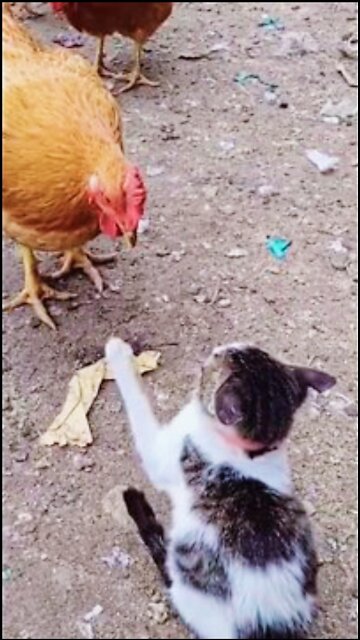 hens vs cat😂😂 2022 funny videos#shorts #viral