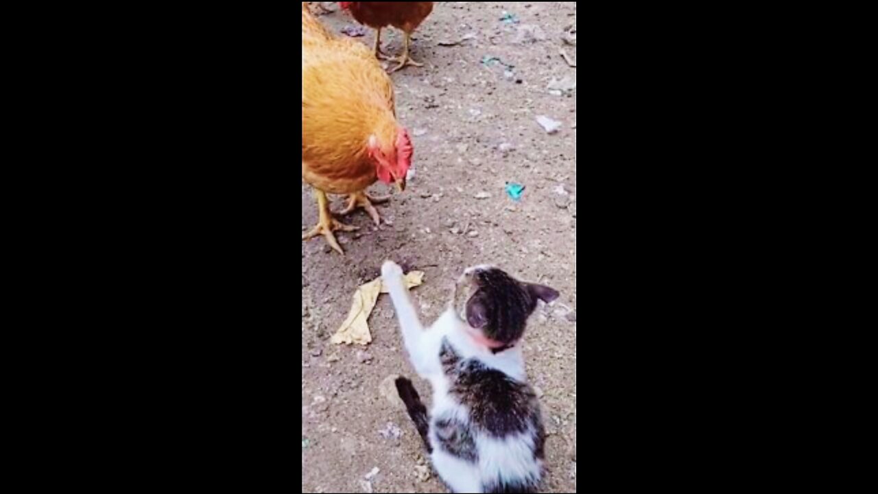 hens vs cat😂😂 2022 funny videos#shorts #viral